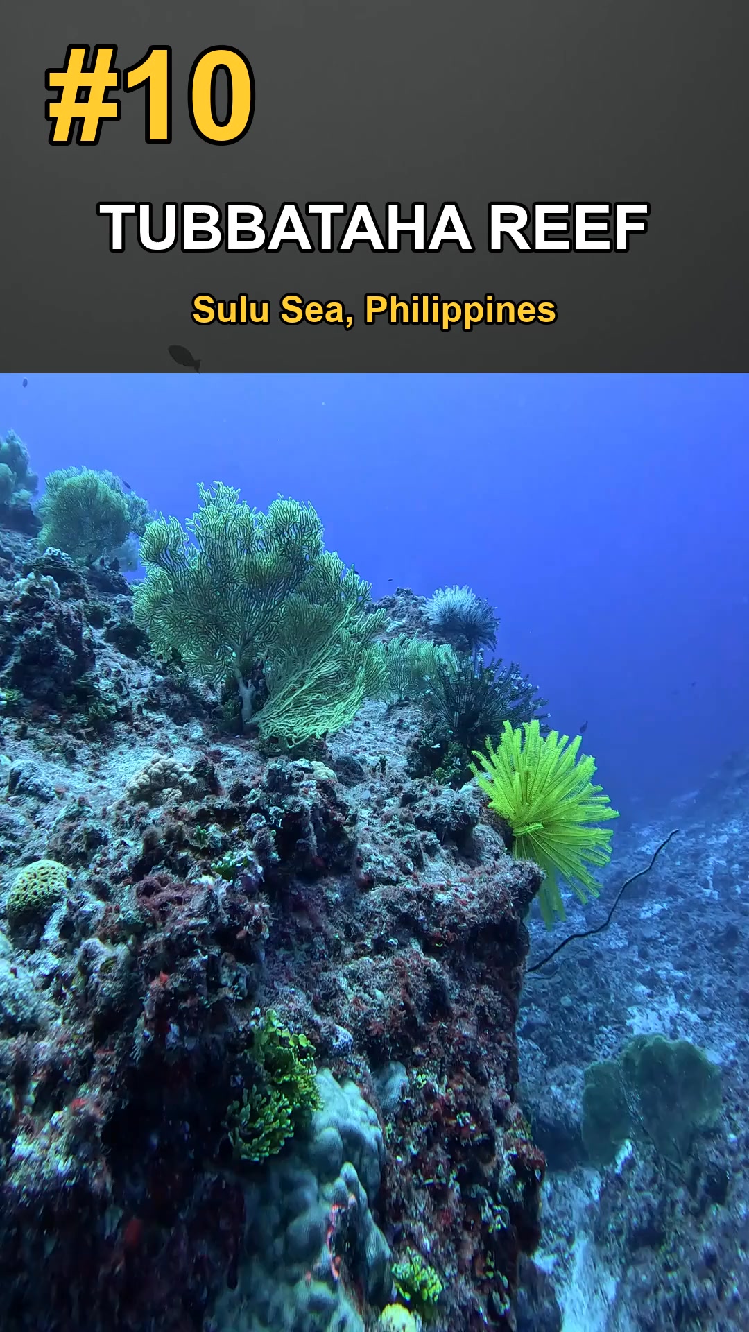 TOP 10 Coral Reefs: Underwater Wonders You Must See! 🐠🌊 #shorts