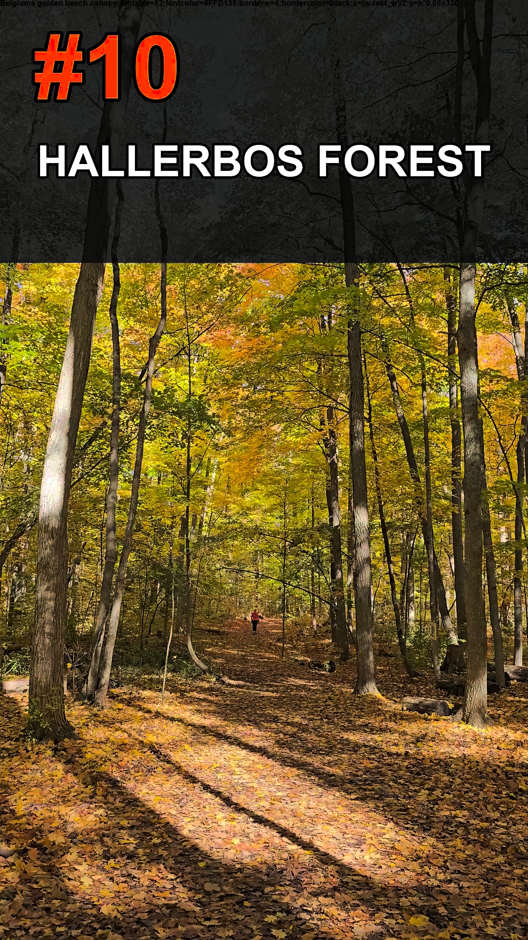 Most Magical Autumn Forests 🍁 Top 10 Fall Foliage Paradises on Earth