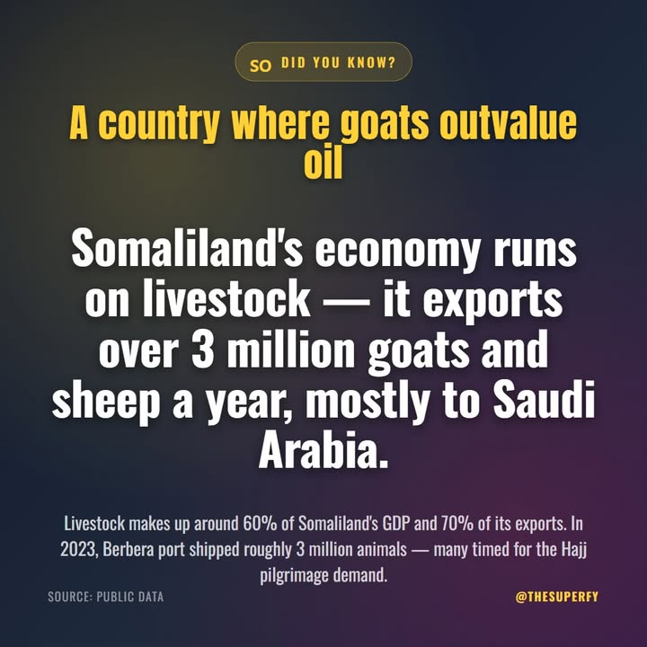 Forget oil or tech — in Somaliland, the economy walks on four legs. Livestock accounts for around 60% of GD…