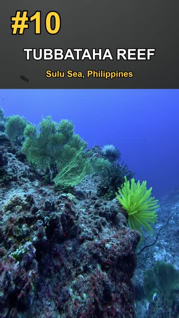 TOP 10 Coral Reefs: Underwater Wonders You Must See! 🐠🌊 #shorts